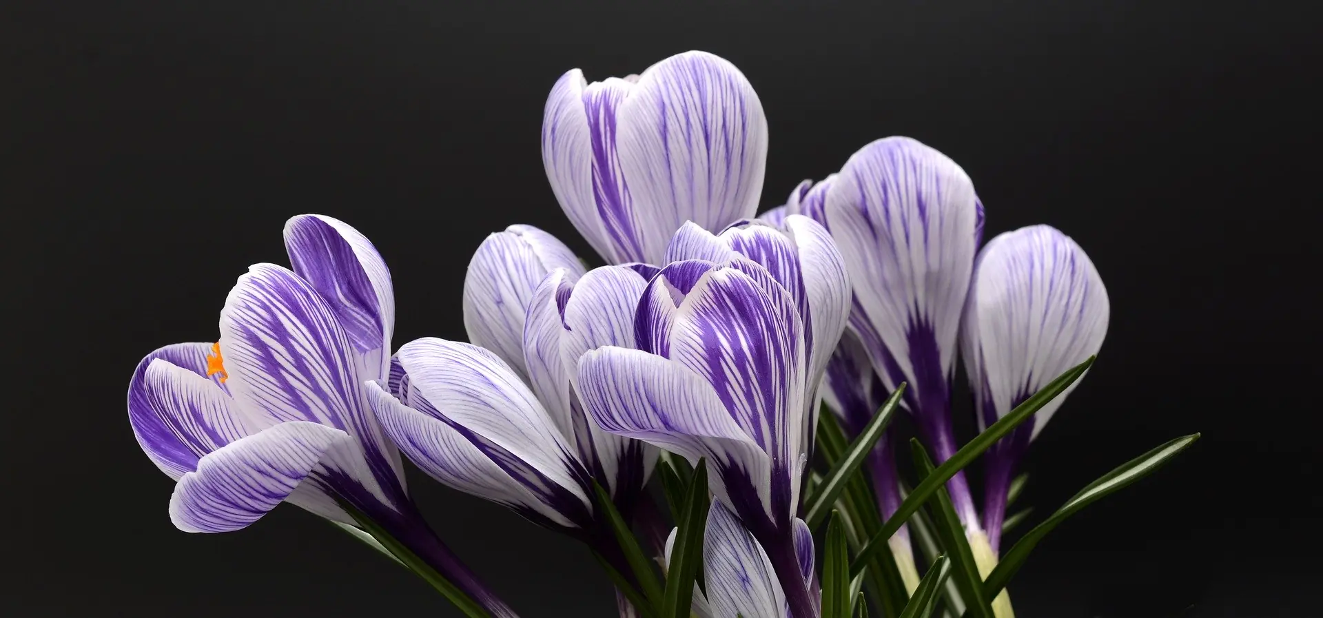 Krokusse in Weiß und Violett vor dunklem Hintergrund