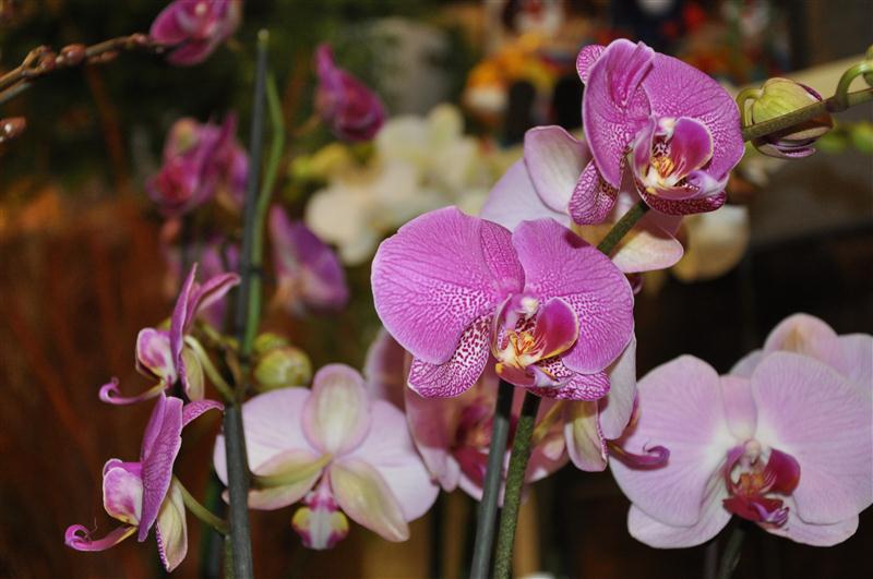 Rosa Phalaenopsis-Orchideen in Nahaufnahme